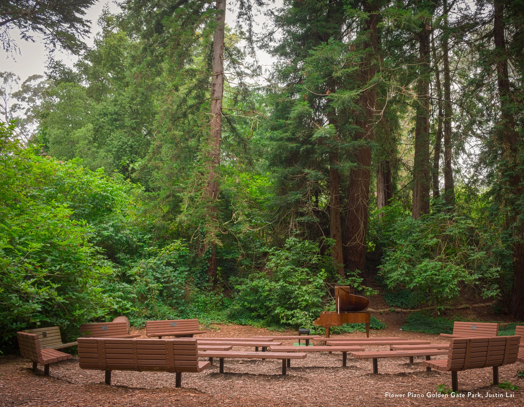 A piano among redwoods for Flower Piano in Golden Gate Park, San Francisco, photo by Justin Lai for the 2027 People's Calendar